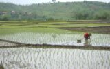 مدیریت بحران آبی در بخش کشاورزی