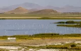 نجات دریاچه ارومیه در گروی حذف محصولات آب‌بر