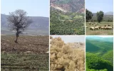 مسئولیت اجتماعی شرکت ملی نفت ایران در راستای احیای جنگل‌های زاگرس