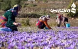 امضا پروژه جدید ایران و فائو در زمینه تولید زعفران