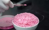 خلق برنج صورتی با پروتئین بالا در کره جنوبی