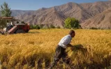 افزایش تولید غلات ایران به ۲۰.۱ میلیون تن می رسد