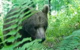 دیده شدن خرس قهوه ای و شوکا در ارتفاعات جنگلی و هیرکانی