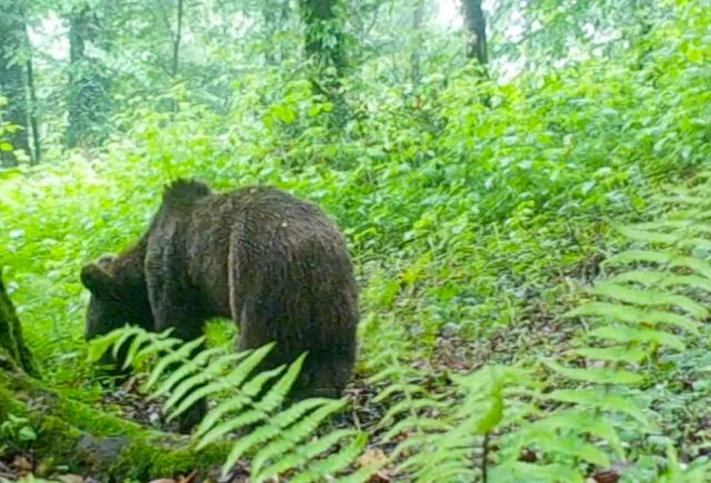 مشاهده خرس قهوه‌ای و شوکا در جنگل‌های شفت 