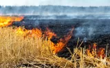 ممنوعیت سوزاندن کاه و کلش در مزارع کشاورزی