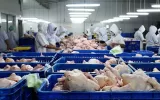اجازه صادرات مرغ توسط  وزارت جهاد کشاورزی صادر شد