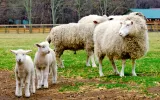 شرحی از وضعیت بازار دام زنده / قیمت هر کیلو گوسفند زنده خرداد ۱۴۰۳