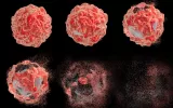 بعد از مرگ چه اتفاقی برای سلول‌های سرطانی رخ می‌دهد؟