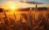 تولید استراتژیک گندم در استان سمنان