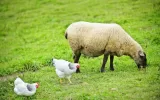 قیمت گوسفند و مرغ زنده ۹ تیر ۱۴۰۳