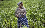 کشاورزی آفریقا آینده غذا در جهان را تعیین می‌کند