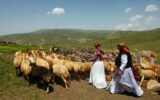 ۱۵ درصد گوشت قرمز لرستان توسط عشایر تولید می‌شود