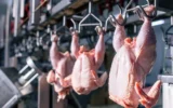 افزایش جوجه ریزی در راستای تامین ذخایر استراتژیک گوشت مرغ