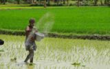 افزایش تولید برنج هندی به دلیل باران‌های موسمی