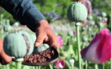 کشت خشخاش در کشور طبق قانون ممنوع است! کشت خشخاش در کشور طبق قانون ممنوع است!